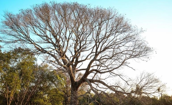HOY / Cierran inscripciones para el concurso que premia al árbol más grande del país