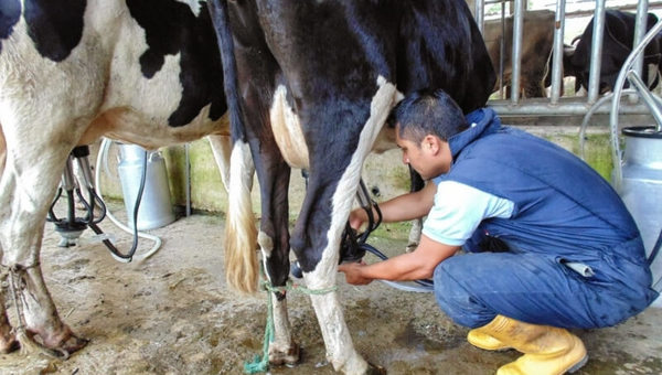 Productores lecheros del país se reúnen en 4° Feria Cooprolanda