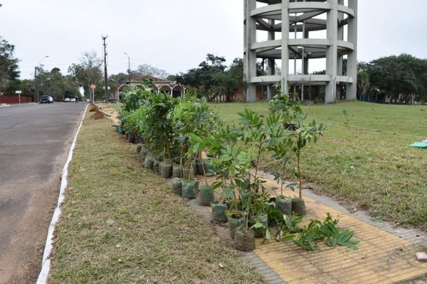 Ayolas: Conmemorarán Día del Árbol reforestando - Digital Misiones