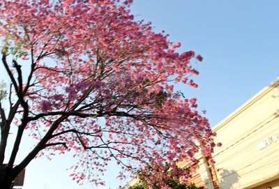 19 DE JUNIO: DÍA NACIONAL DEL ÁRBOL