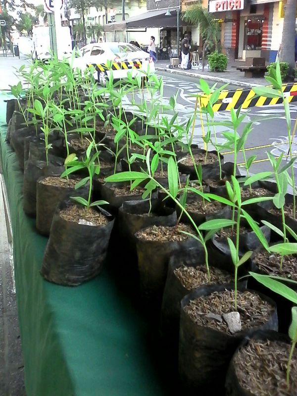 Día del árbol: Yacyretá regala plantines en la plaza de la Democracia » Ñanduti