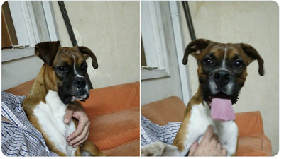 Perro de la raza bóxer macho de 10 meses en adopción » Ñanduti