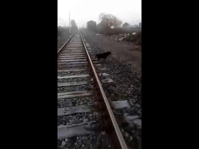 Un maquinista detuvo el tren para liberar un perro atado a la vía