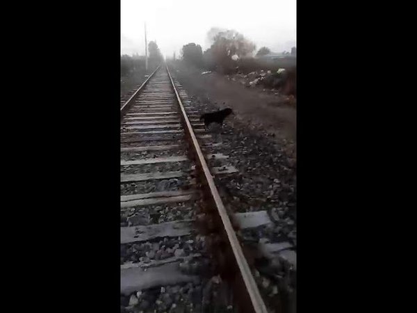 Un maquinista detuvo el tren para liberar un perro atado a la vía