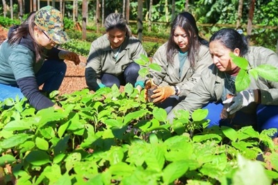 Pretenden cerrar el año con más de 2.300 hectáreas de bosques restaurados - ADN Paraguayo