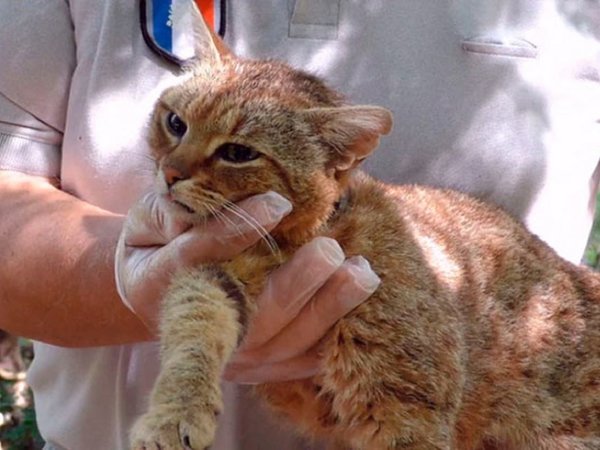 Comunidad científica descubre el gato-zorro