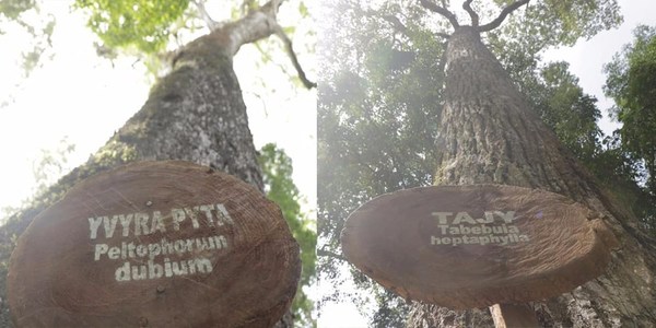 DOS ÁRBOLES ARTIGUEÑOS POSTULADOS EN CONCURSO “COLOSOS DE LA TIERRA”