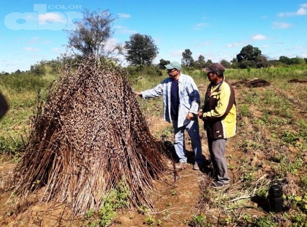 Indígenas producen sésamo en el Chaco - Edicion Impresa - ABC Color