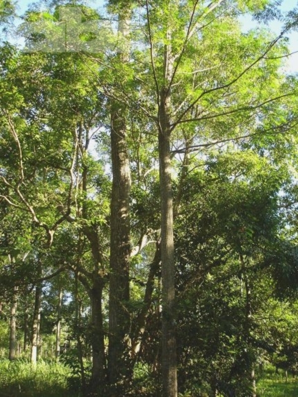 El árbol, un aliado de la naturaleza - Ing. Agr. Fernando Díaz Shenker (*) - Edicion Impresa - ABC Color