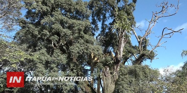 DÍA DEL ÁRBOL: RECONOCEN VALOR HISTÓRICO DEL CURUPAY DE LA PLAZA DE ARMAS