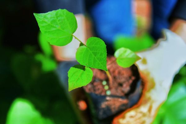 Restaurarán más de 2.300 hectáreas de bosques