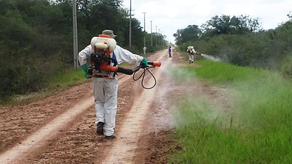 Senave detecta langostas que podrían poner en peligro cultivos en el Chaco
