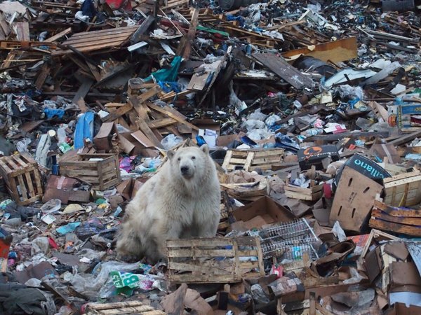 Avistan a oso polar hambriento a 500 kilómetros de su hábitat