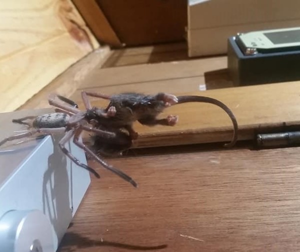 Araña gigante devora una zarigüeya pigmea ante mirada de turistas