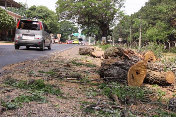 Tres años de cárcel por cortar árboles