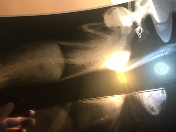 Fiscalía investiga a un hombre por supuesta transgresión a la Ley de Protección Animal - Radio 1000 AM