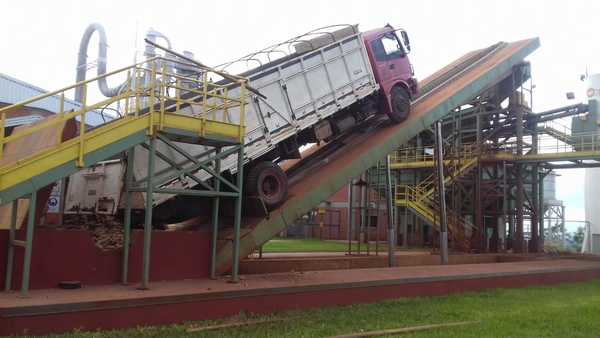 Productores de Caazapá comercializaron 62.000 kilos de mandioca | .::Agencia IP::.