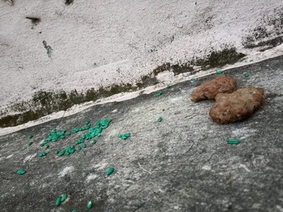 Cinco gatos y un perro murieron envenenados con "hamburguesas"