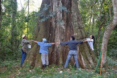 “Colosos de la Tierra” logra cifra récord con 559 árboles inscriptos » Ñanduti