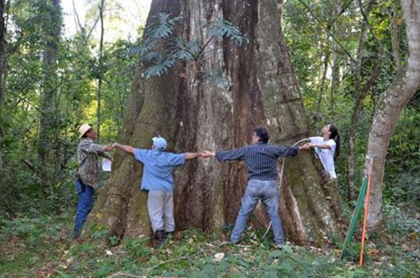“Colosos de la Tierra” logra cifra récord con 559 árboles inscriptos » Ñanduti