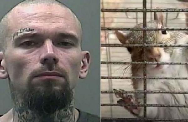 Policía rescata a una ardilla drogada con metanfetamina en una redada en Estados Unidos - C9N