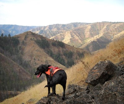 Perros que dejaron de ser callejeros para convertirse en guardianes de especies en extinción