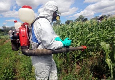 Langostas obligan a declarar emergencia en el Chaco - Nacionales - ABC Color