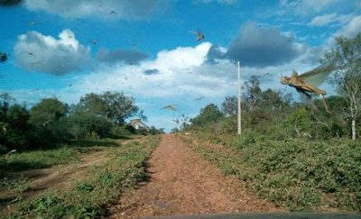 Declaran Emergencia Fitosanitaria en el Chaco por presencia de langostas » Ñanduti