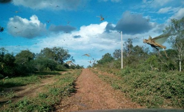 Declaran Emergencia Fitosanitaria en el Chaco por presencia de langostas » Ñanduti