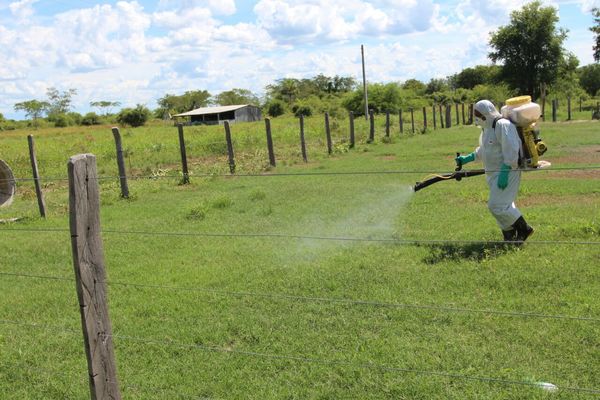 Senave emite declaración de alerta por langostas en el Chaco | .::Agencia IP::.