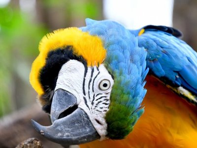 Itaipú tendrá el mayor centro medioambiental del Cono Sur
