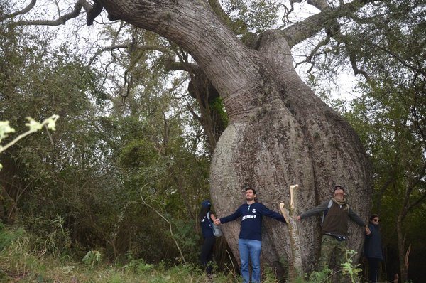 “Colosos de la Tierra”: Chaco postula más de 8 especies de árboles