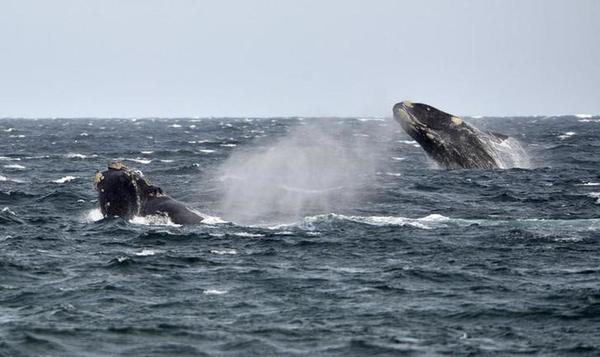 Graban por primera vez "canción" de una rara ballena franca en busca del amor » Ñanduti