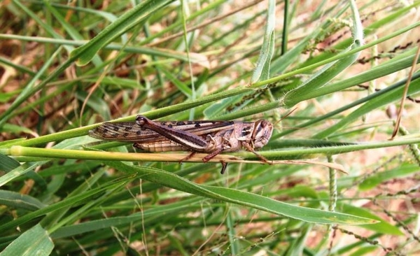 HOY / Plaga de langostas ataca a producción agricola y pastos de Chaco: declaran emergencia