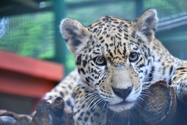Proyectan crear el mayor centro ambiental del Cono Sur en Itaipú