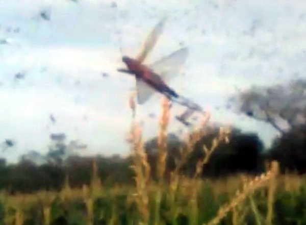 Alerta por presencia de langostas en el Chaco - Edicion Impresa - ABC Color