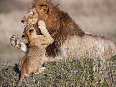 El Rey León: Así se verían los protagonistas si fueran reales
