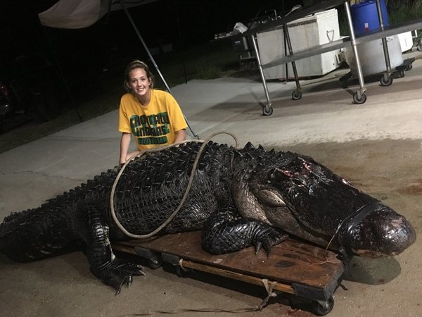 Camión choca con un caimán de 210 kilos que cruzaba autopista