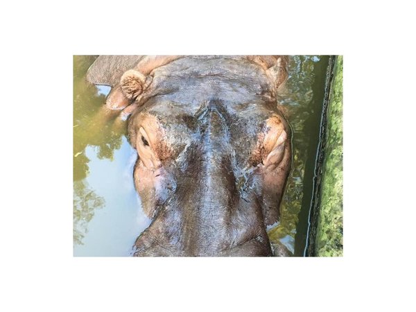 Arrojaron piedras a hipopótamo en el zoológico y le lastimaron el ojo