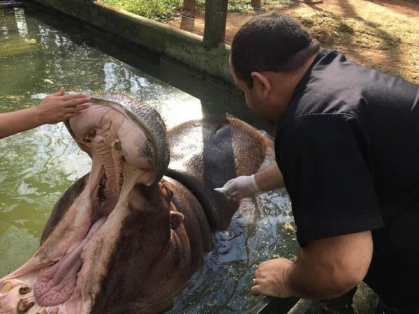 Denuncian que inadaptados se ensañaron con hipopótamo - Nacionales - ABC Color