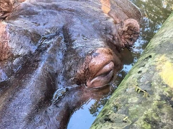 Hipopótamo fue agredido por inadaptados   - Radio 1000 AM