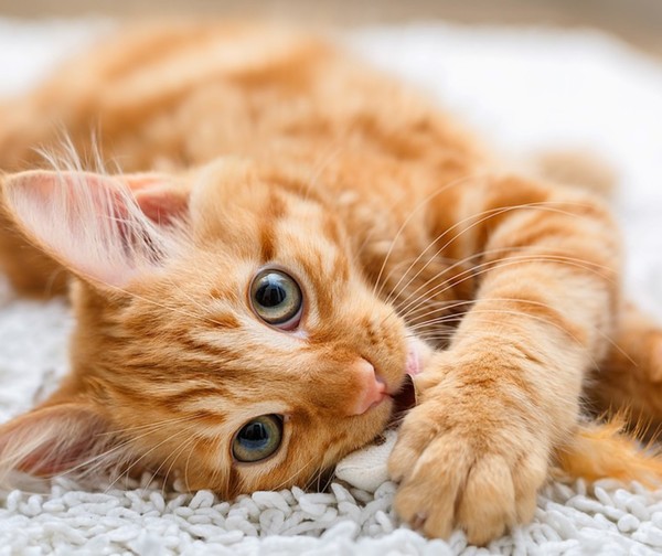 Los gatos adoptan tu forma de ser