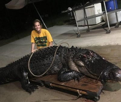 Camión choca con un caimán de 210 kilos