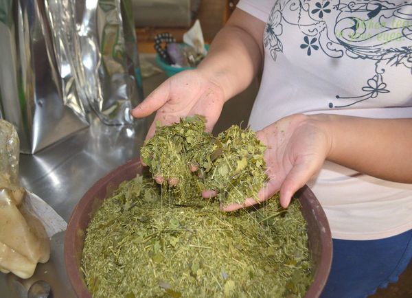 Las mujeres de la yerba mate