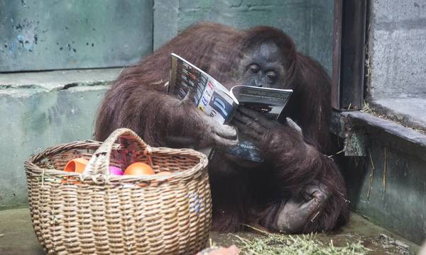 “Sandra”, la orangutana que se convirtió en “persona” - ADN Paraguayo