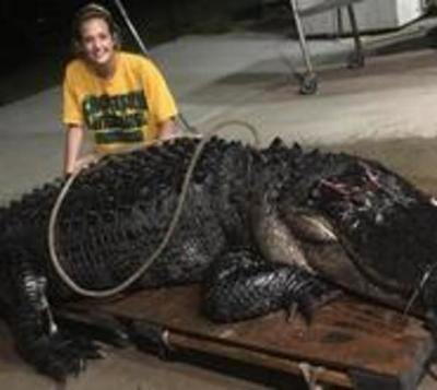 Cocodrilo gigante fue embestido por camión - Paraguay.com