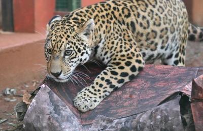 Jaguaretés del Centro Ambiental de ITAIPU se distraen con juguetes hechos de materiales reciclados - .::RADIO NACIONAL::.