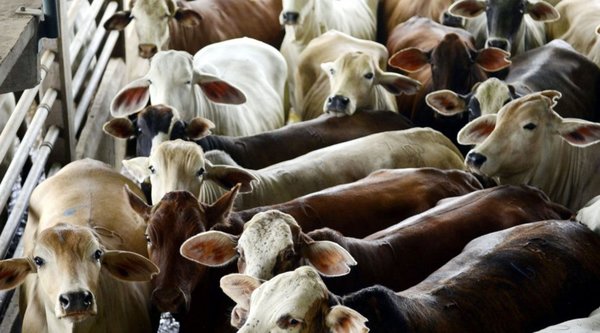 Aún no hay acuerdo sobre el Instituto de la Carne - Edicion Impresa - ABC Color
