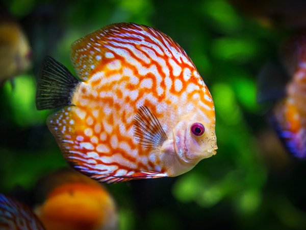 Demuestran que los peces pueden oler los virus para evitar infecciones