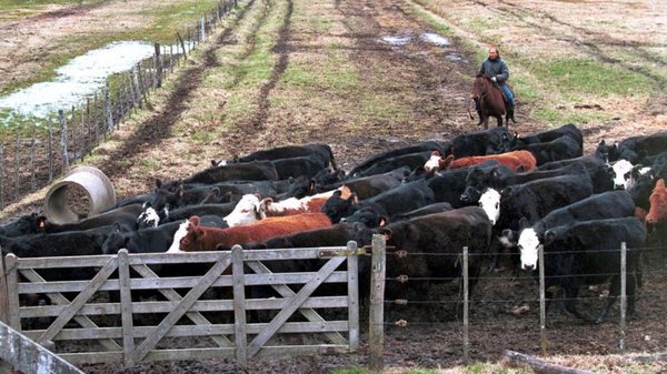 Los bajos precios del ganado en Brasil y Argentina han afectado a Paraguay